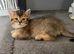British Semi Haired Kittens