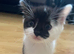 Ragdoll cross Kittens for sale
