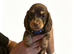 Miniature dashhound long haired