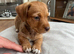 INTRODUCING OUR ADORABLE COCO JACKS