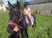 Susie - 3-Year-Old Dartmoor Mare For Sale