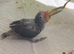 2 x Baby Lovebirds