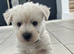 Beautiful Westiepoo pups