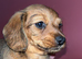 1 female Daxipoo left