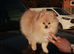 Toy Pomeranian 11months boy
