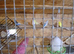 Budgies