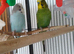 Ppair of young cocks