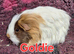 2 adult sheltie guinea pig girls