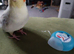 Hand tamed free flight cockatiel