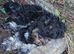 Home needed for rescue boy