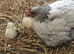 Hen and chicks