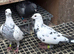 Racing pigeons Grizzle