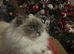 2 female ragdoll cats