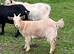 3 Pygmy goat kids 2026