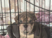 Olde English bulldog cross puppy