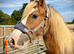 Gorgeous Cob Colt to make 13.2