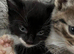 Gorgeous kittens