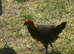 YOUNG COCKERELS PURE RARE BREEDS