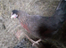 Beautiful blue egg laying hens