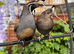 Pair of Californian Quails
