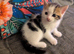 Kittens brother and sister looking for family