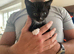 Stunning kittens from Russian Blue / Maine Coon heritage (READY ON JUNE 20th)