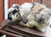 Male rabbit