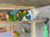 Lovebirds for sale