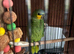 Coco