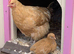 Buff Orpington Hatching Eggs