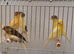 This year harlequin canary’s
