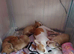4 Chihuahua puppies