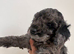 doxiepoo pups 1x female 4x male