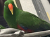 Stunning Male Eclectus Parrot &ndash; very Tame