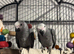 African grey baby - Ready now - 3