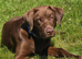Labrador for rehome