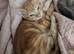 Kittens for sale