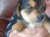 Toy yorkshire terrier