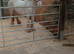 Cob broodmare
