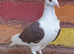 Saddle racing pigeons for sale