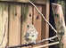 Green Finch Breeding Pair