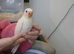 Gorgeous violet handreared ringnecks