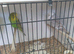 Budgies