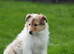 Rough collie puppies