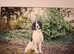 Beautiful Proven Springer Spaniel for stud