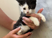 Mixed breed kittens