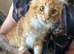 Ginger maine Coon Boy. Vaccine
