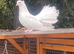Young fantails