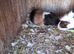 CUTE AND CUDDLY BABY GUINEA PIGS
