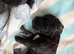 Bedlington Whippet Puppies